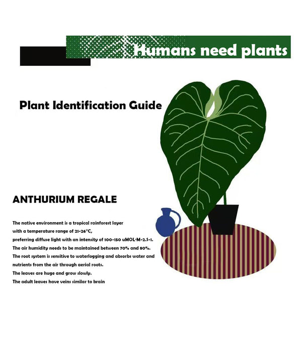 ANTHURIUM REGALE plants blanket