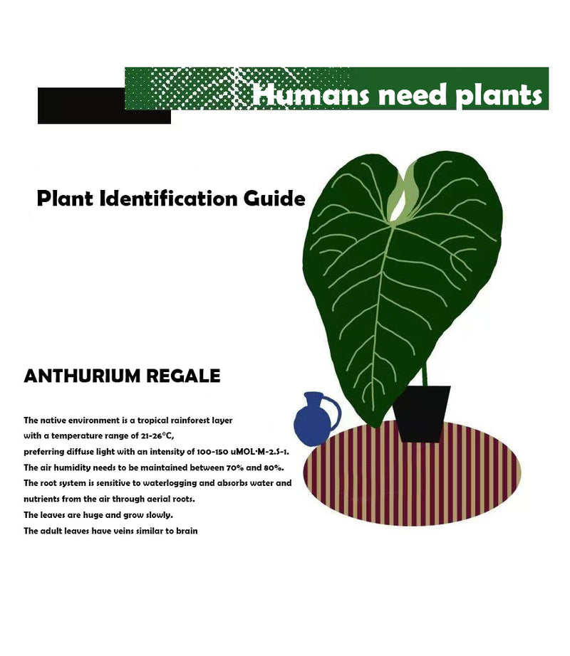 ANTHURIUM REGALE plants blanket